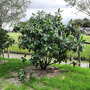 rhododendron-paars-120-140